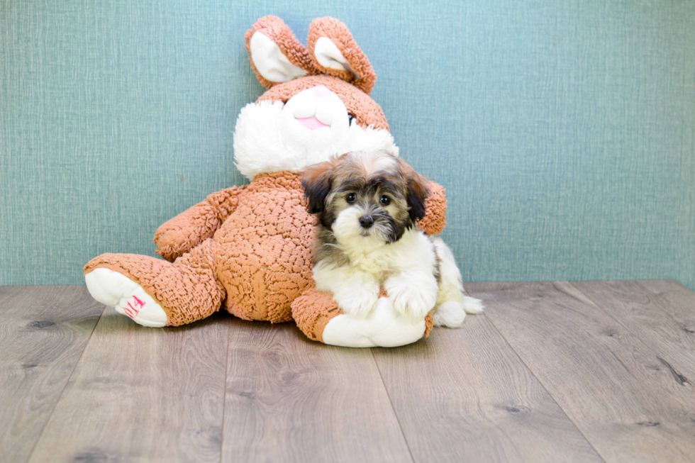 Funny Havanese Purebred Pup