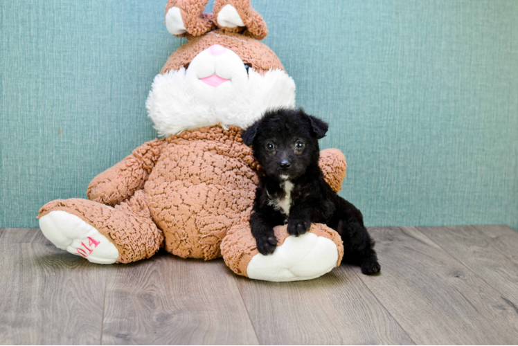 Cute Yorkie Poo Baby