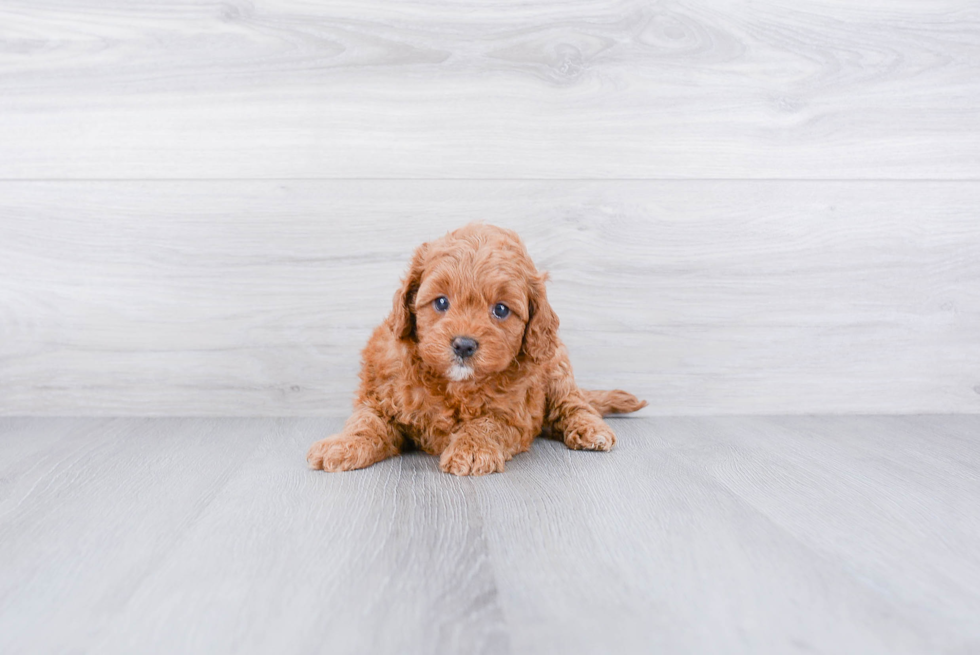 Cockapoo Puppy for Adoption