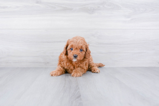 Cockapoo Puppy for Adoption