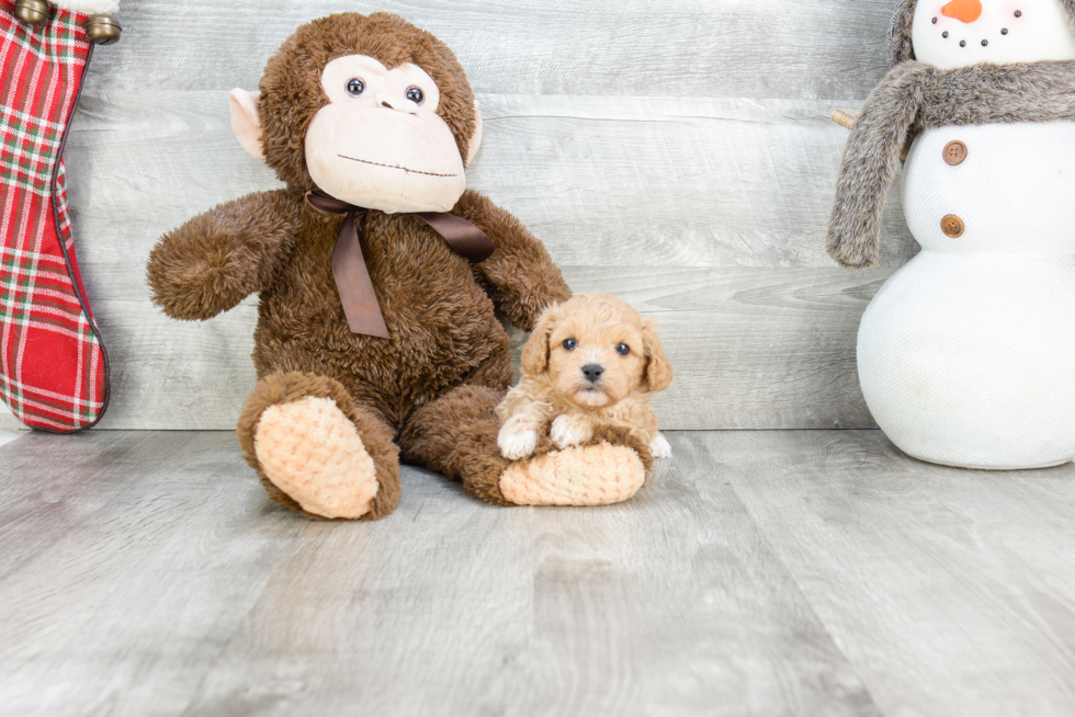 Cavapoo Puppy for Adoption