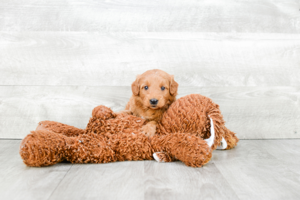 Playful Golden Retriever Poodle Mix Puppy