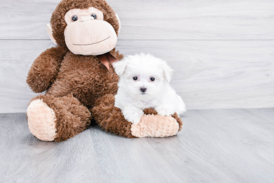 Maltese Pup Being Cute