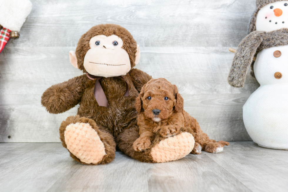 Popular Cockapoo Poodle Mix Pup