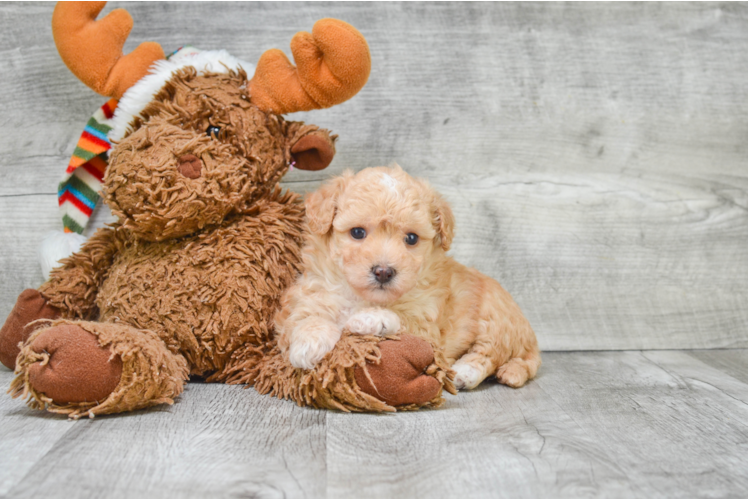 Best Maltipoo Baby