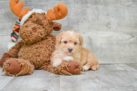 Best Maltipoo Baby