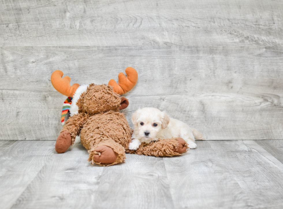 Maltipoo Puppy for Adoption