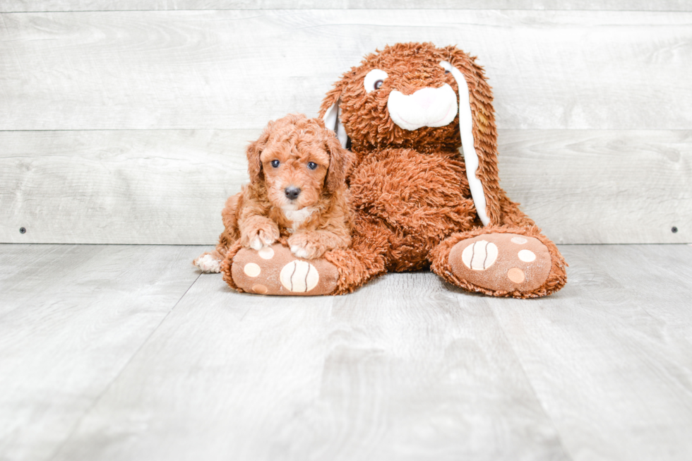 Cavapoo Puppy for Adoption