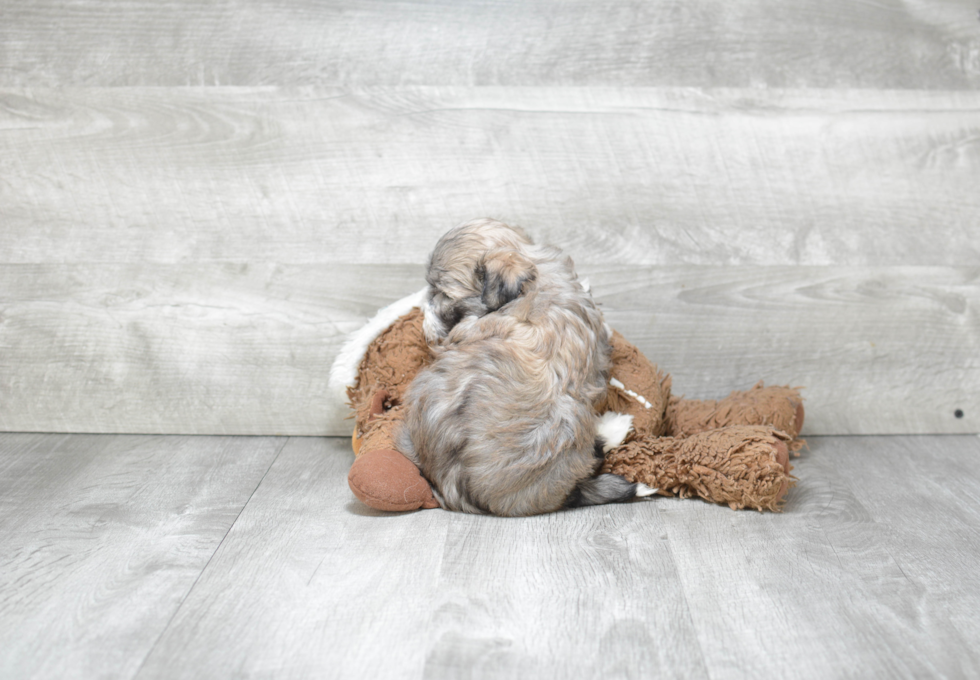 Petite Havanese Purebred Puppy