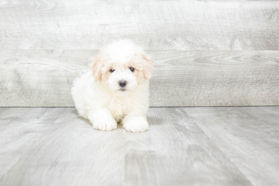 Hypoallergenic Havanese Purebred Pup