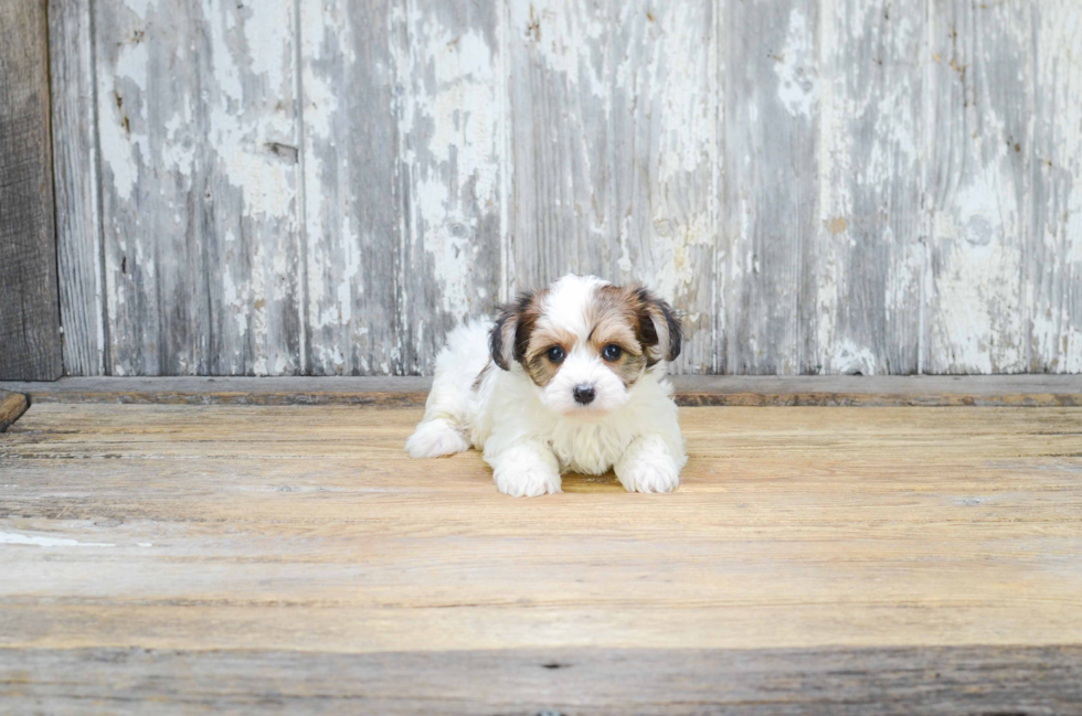 Morkie Pup Being Cute