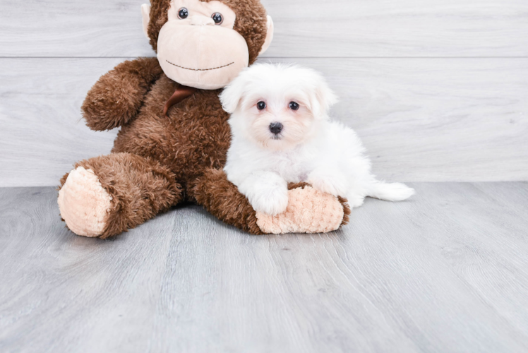Happy Maltese Purebred Puppy