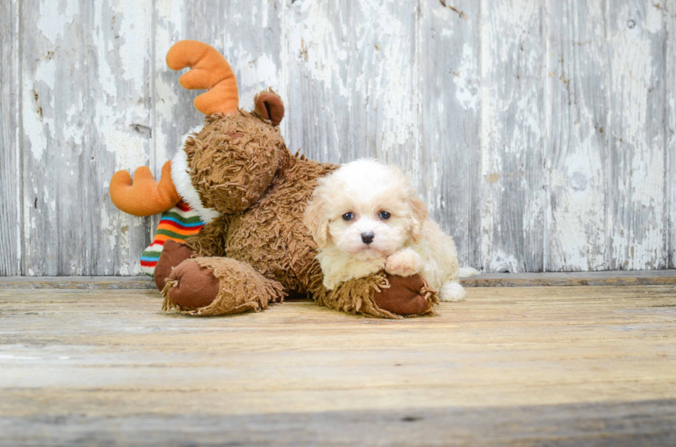 Adorable Cavalier Designer Puppy