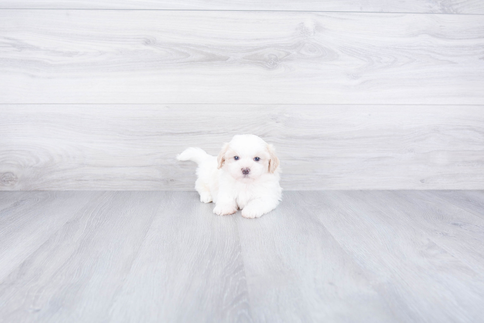 Teddy Bear Pup Being Cute