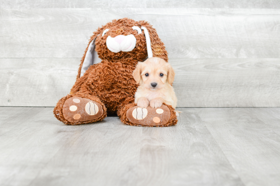 Cavachon Puppy for Adoption