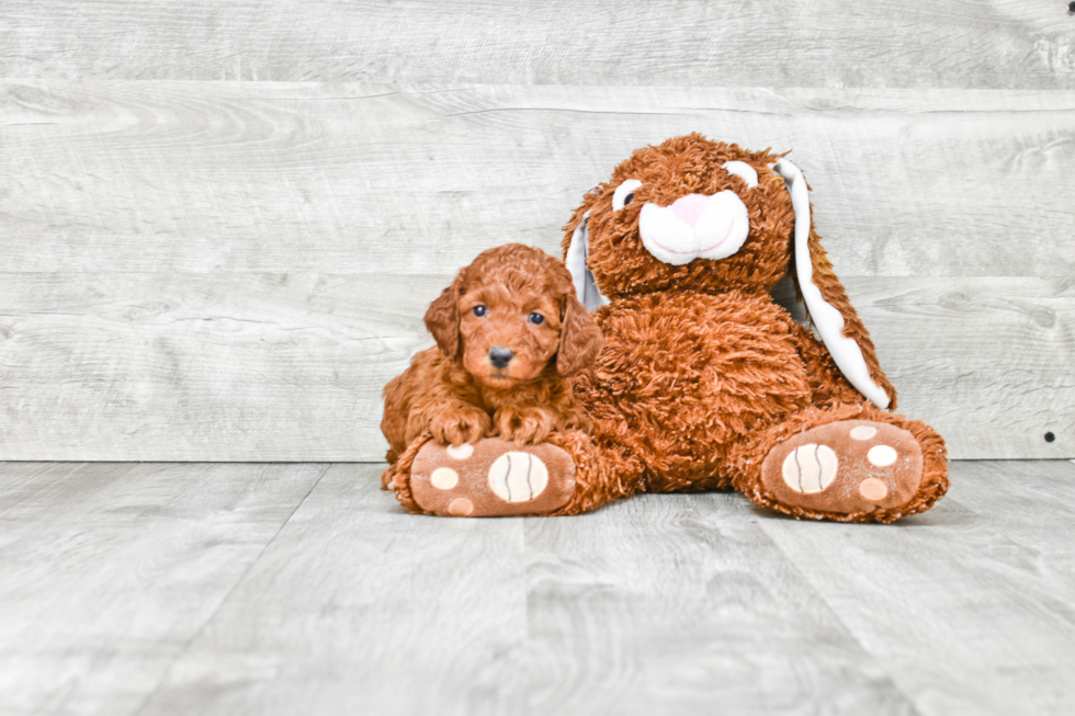 Mini Goldendoodle Pup Being Cute