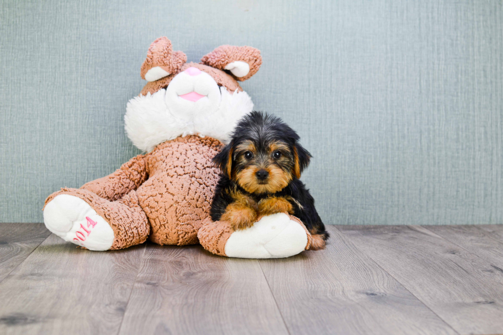 Meet Jeremy - our Yorkshire Terrier Puppy Photo 