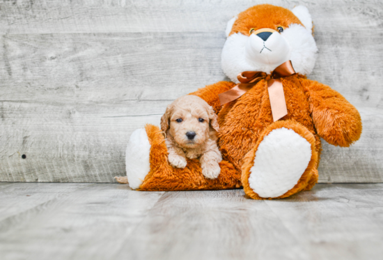 Hypoallergenic Golden Retriever Poodle Mix Puppy