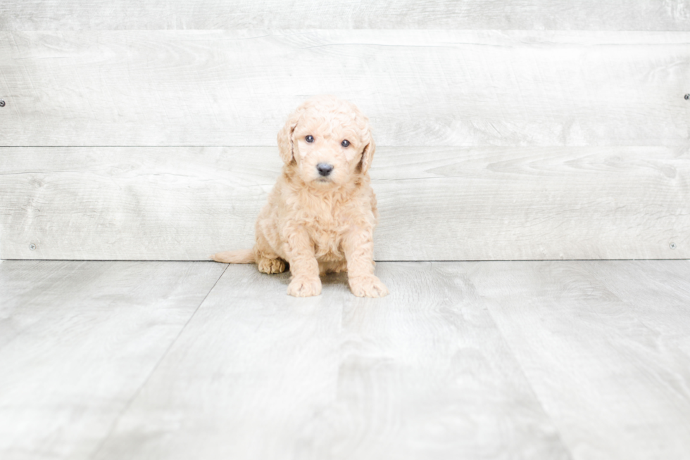 Happy Mini Goldendoodle Baby