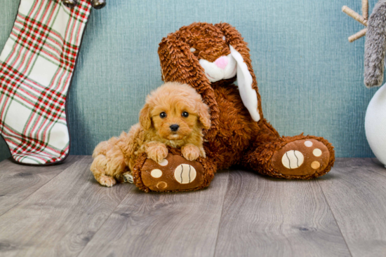 Cavapoo Pup Being Cute