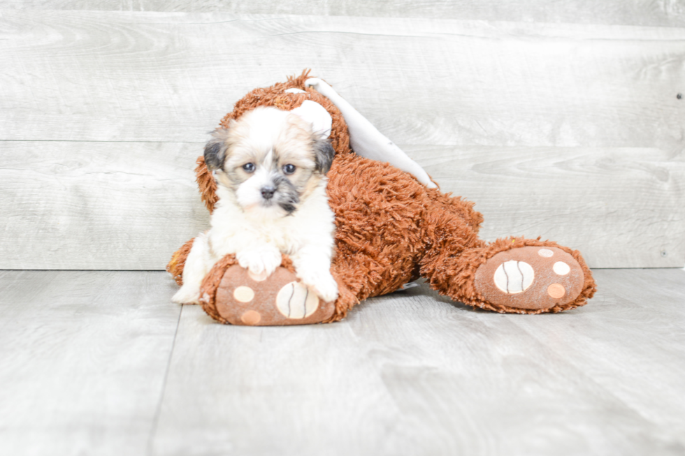 Havanese Puppy for Adoption