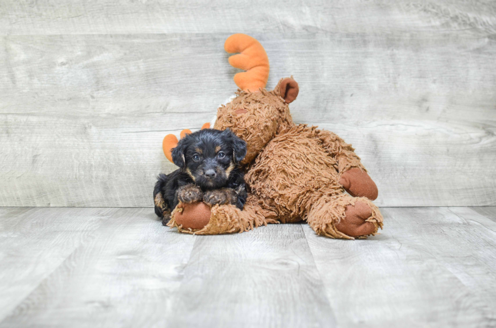 Popular Yorkie Poo Poodle Mix Pup