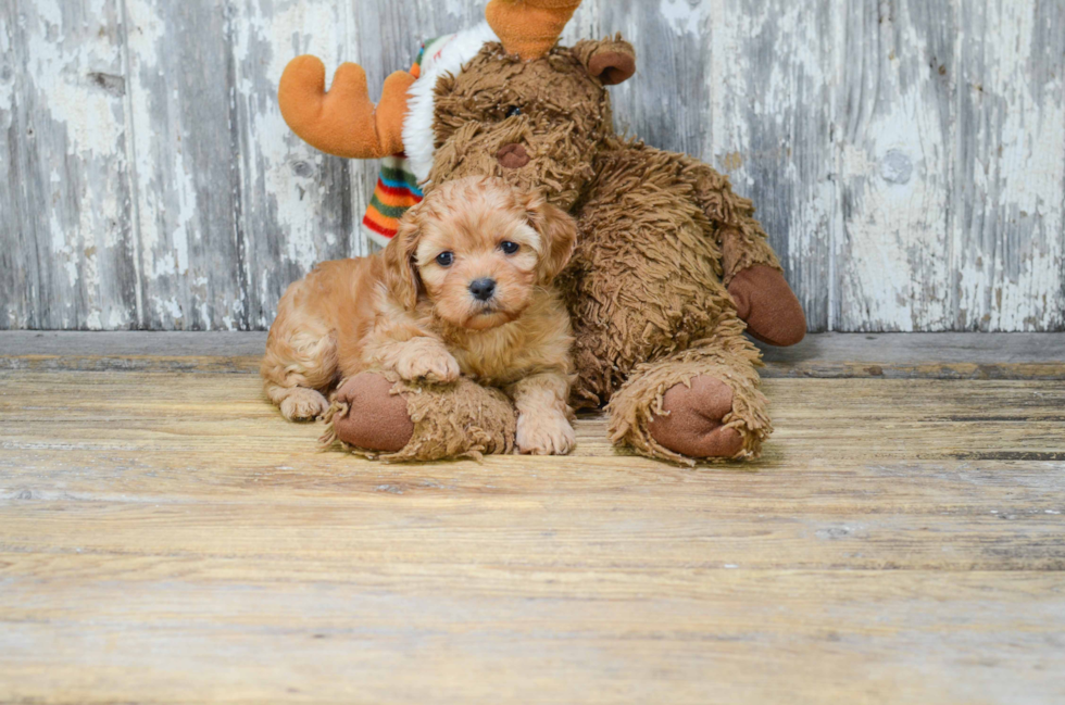 Smart Cavachon Designer Pup