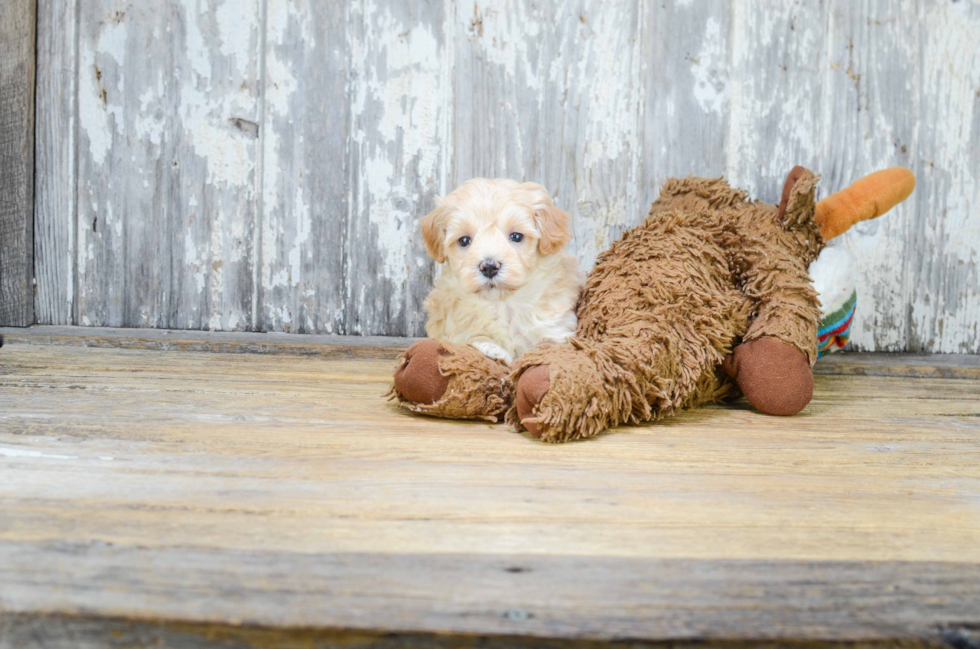 Adorable Maltepoo Poodle Mix Puppy