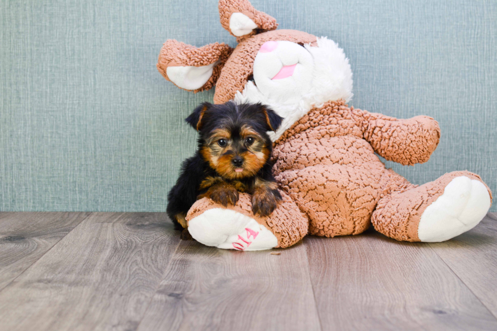 Meet Nugget - our Yorkshire Terrier Puppy Photo 