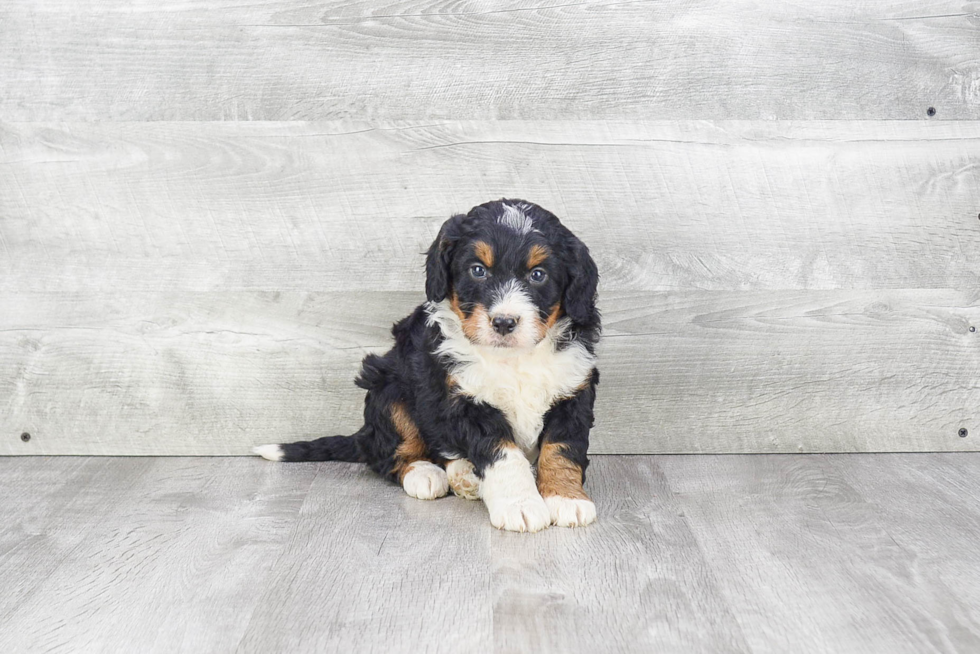 Mini Bernedoodle Pup Being Cute