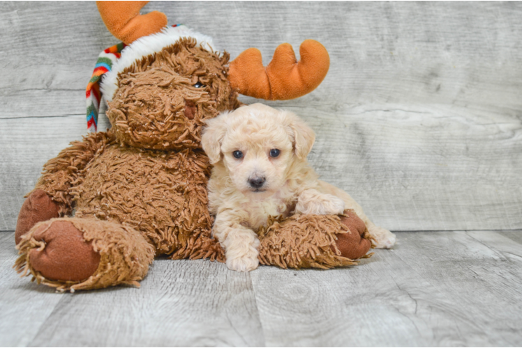 Maltipoo Pup Being Cute