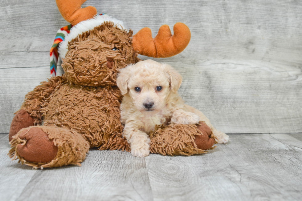 Maltipoo Pup Being Cute