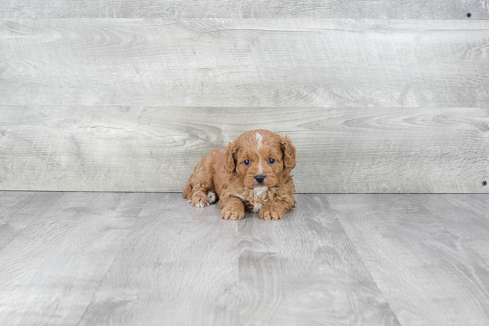 Popular Cavapoo Poodle Mix Pup