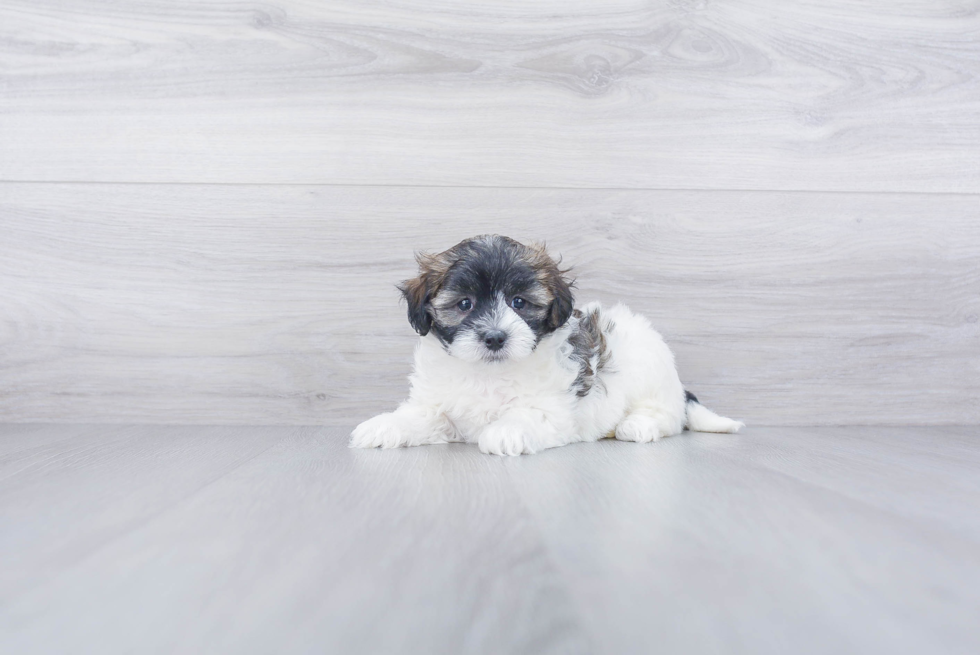 Petite Maltipoo Poodle Mix Pup