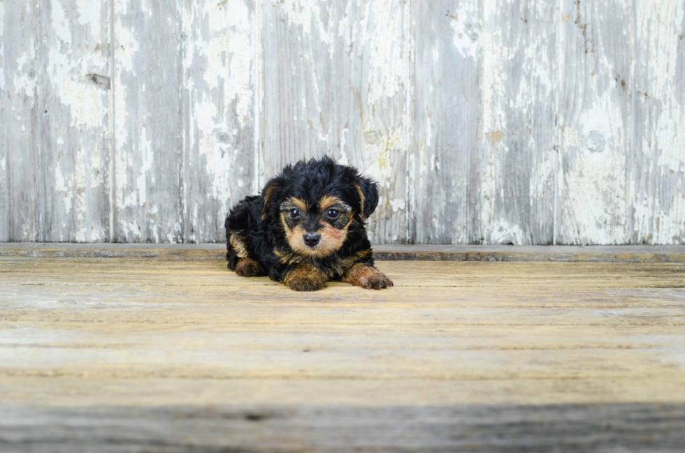 Friendly Yorkie Poo Baby