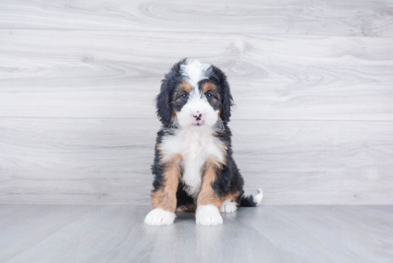 Happy Mini Bernedoodle Baby