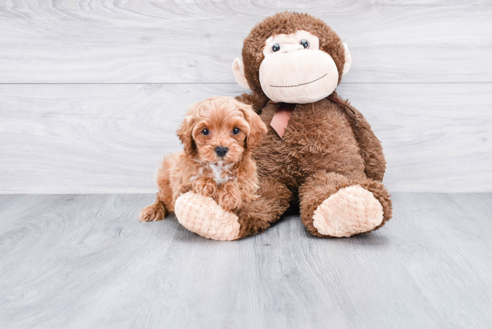 Fluffy Cockapoo Poodle Mix Pup