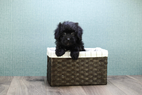 Sweet Havanese Purebred Puppy