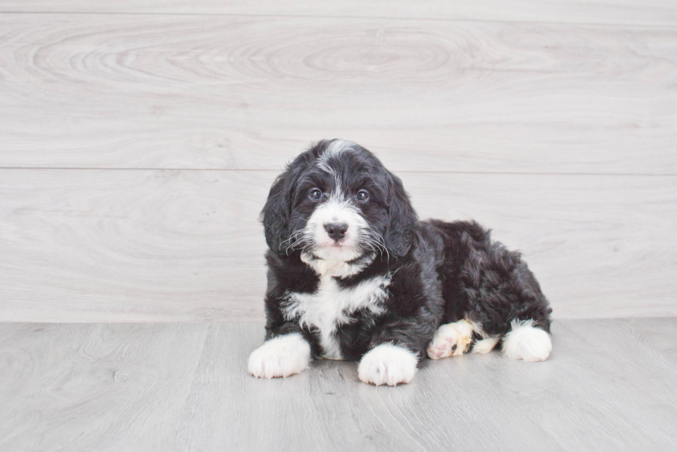 Best Mini Bernedoodle Baby