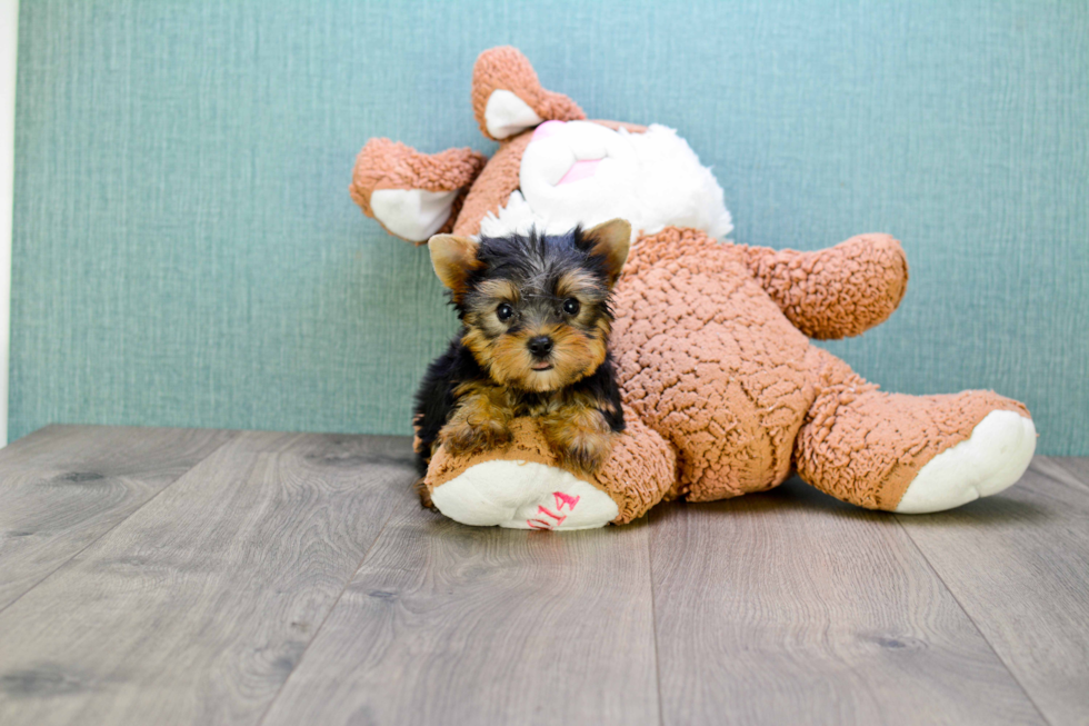 Meet Bam Bam - our Yorkshire Terrier Puppy Photo 