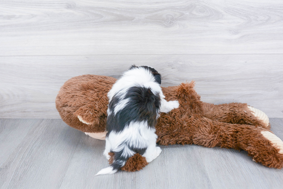 Teddy Bear Pup Being Cute