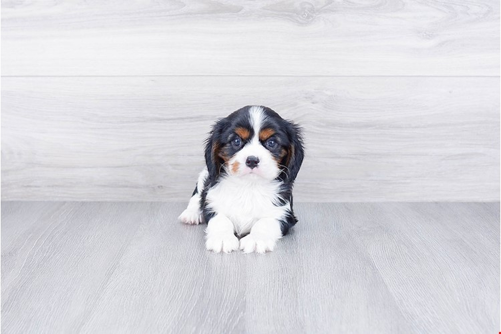 Cavalier King Charles Spaniel Pup Being Cute