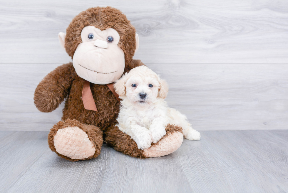 Playful Maltese Poodle Poodle Mix Puppy