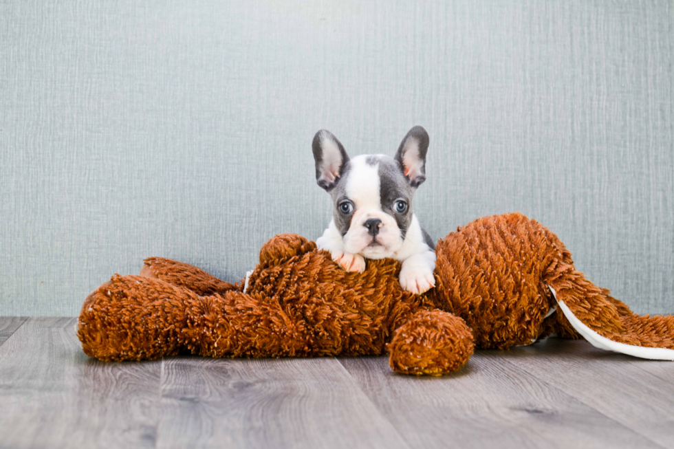 French Bulldog Pup Being Cute