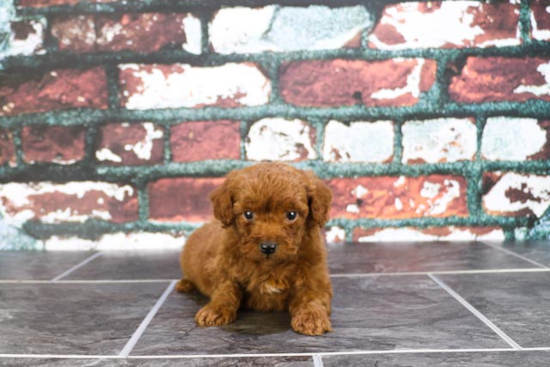 Petite Mini Goldendoodle Poodle Mix Pup