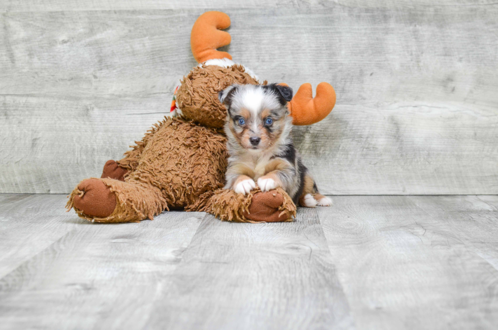 Mini Aussiedoodle Puppy for Adoption