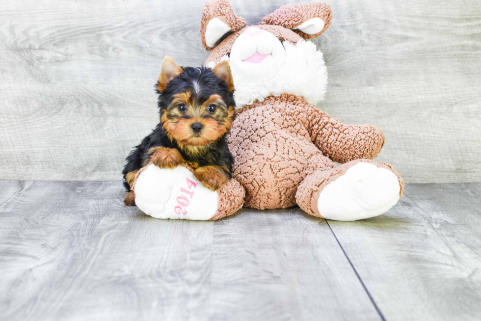 Meet Rascal - our Yorkshire Terrier Puppy Photo 