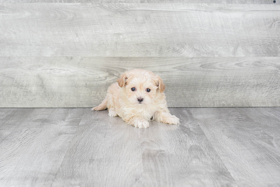 Maltipoo Puppy for Adoption