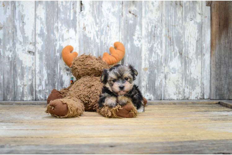 Best Morkie Baby