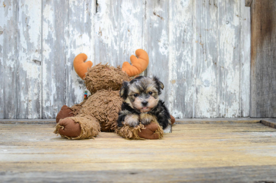 Best Morkie Baby